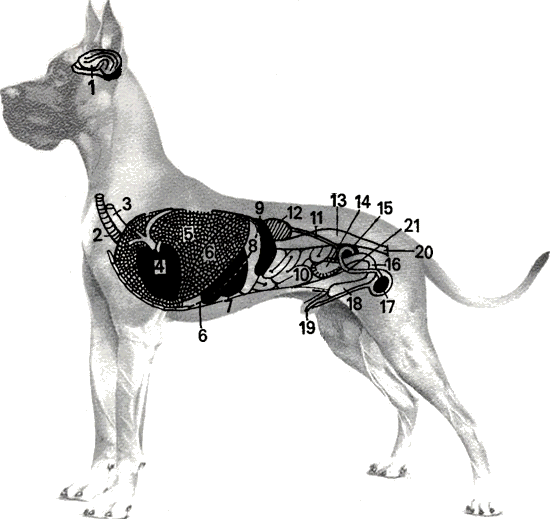 Anatomie der Deutschen Dogge Vnitr_10