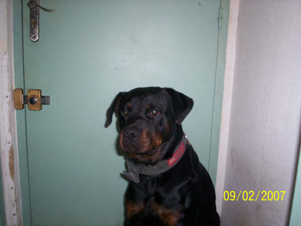 donne rottweiler male 100_0310