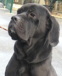 Ulka X cane corso (77) Anm_ph14