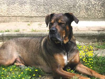 Booster crois boxer et rottweiler Booste11