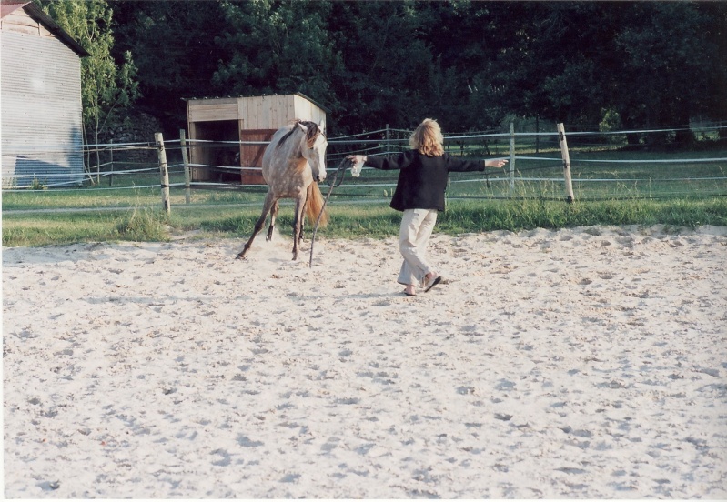 travail en picadero qui plait aux chevaux! Guidag11