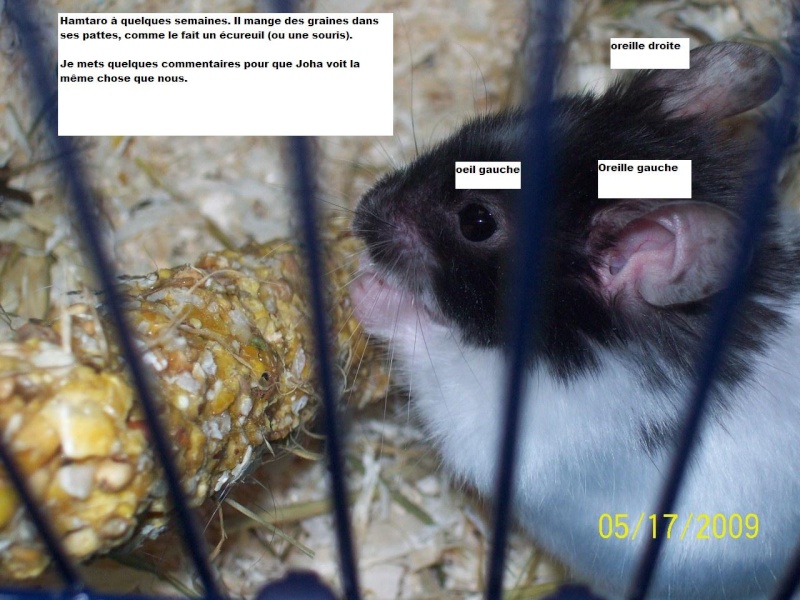 mon autruche hamster ! - Page 4 100_0610