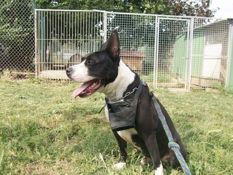 Ayrton amstaff castré noir et blanc 4 ans, aime les gens Ayrton13