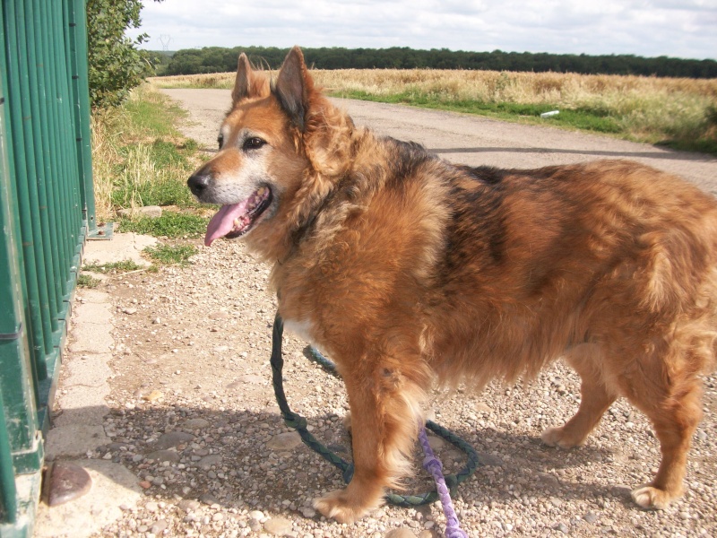 Rocky : gros nounours roux poils longs de 12 ans Rocky_13