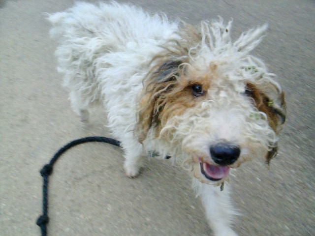 Roucky, croisé welsh terrier - né en mai 2009 - refuge SPA d'Amance Roucky11