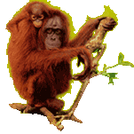 L'Orang-outan 2217