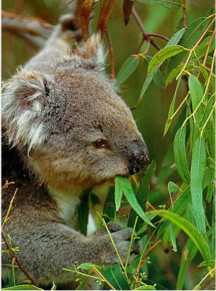 le Koala  (Phascolarctos cinereus) Mange10