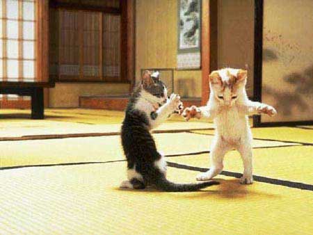 Nos amis les chats... Kungfu10