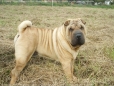 Le Shar Pei Shar_p11