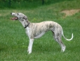 Le Whippet Whippe18