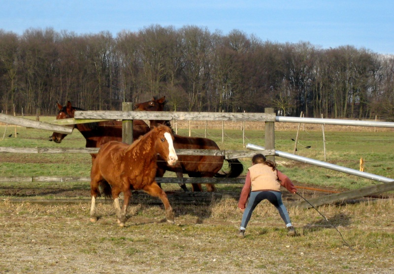 cheval de jeu... même pas peur ! Mafald10