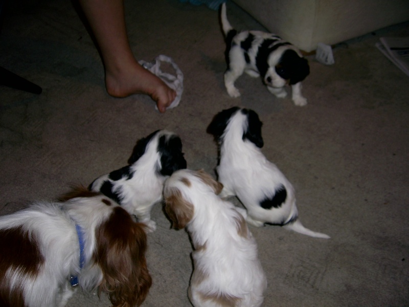 puppies Pic_0011