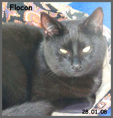 Carbone et Flocon, adopts ensemble en Suisse ! Flocon10