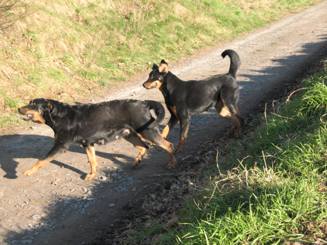 Cheitane du Mont des Croisettes Img_2314