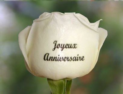 joyeux anniversaire...... Rose-j10