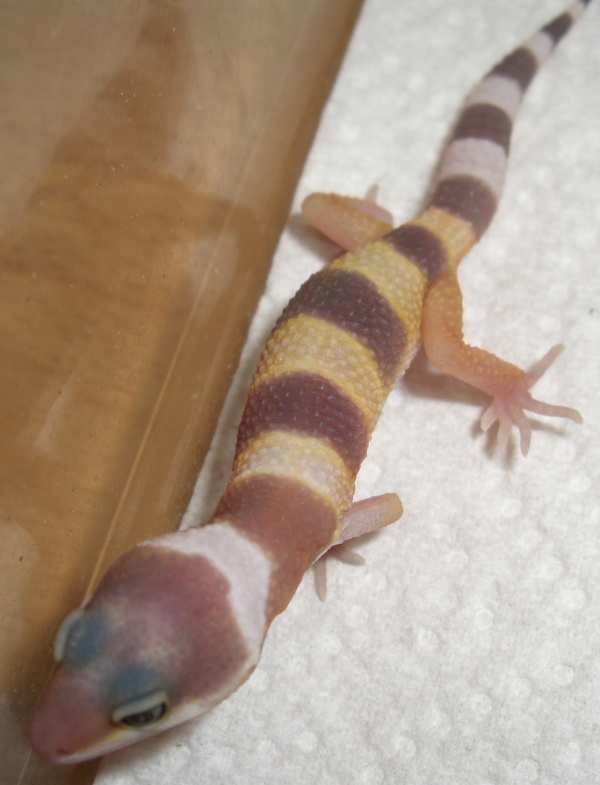 Bébés geckos léopards Gecko_11