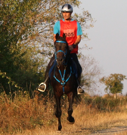 SIHAB IBN SHAHNAN étalon Egyptien endurance ,dressage et ridden class  - Page 4 Givarl10