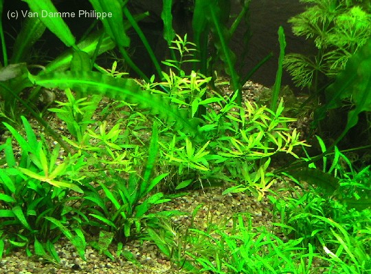 Quelle est cette plante? Didipl11