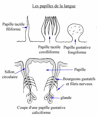 ANATOMIE Figure11