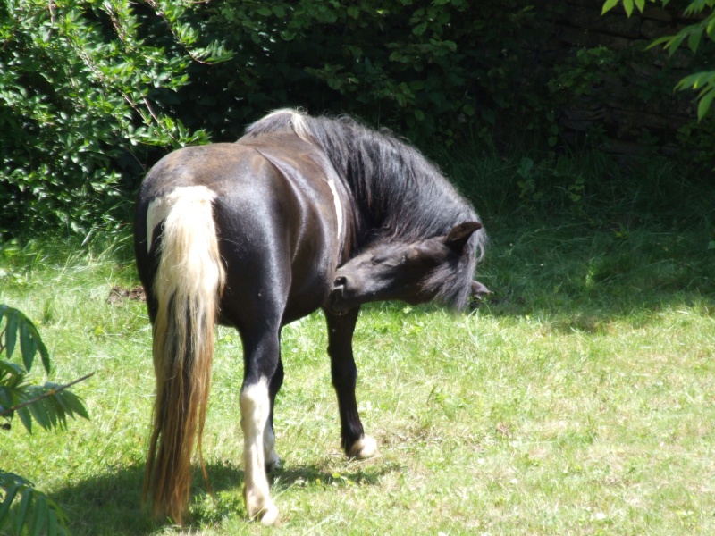 Les poilus du lomont !! 2006_012