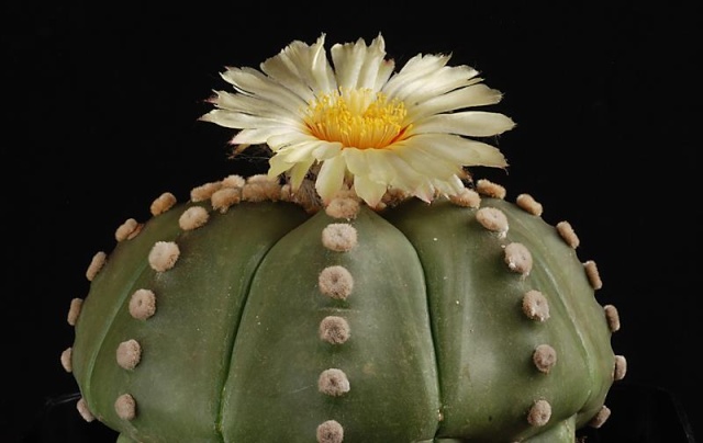 Astrophytum - une collection - Page 3 11610
