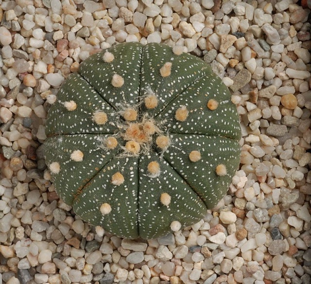 Astrophytum - une collection - Page 3 11812