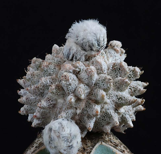Astrophytum - une collection - Page 3 12610