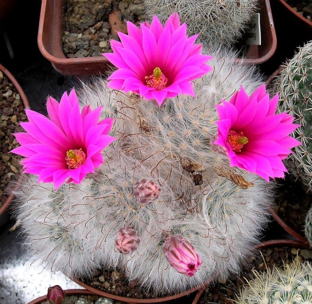 Mammillaria - une collection - Page 2 12810