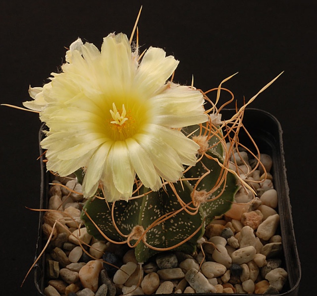 Astrophytum - une collection - Page 3 13010
