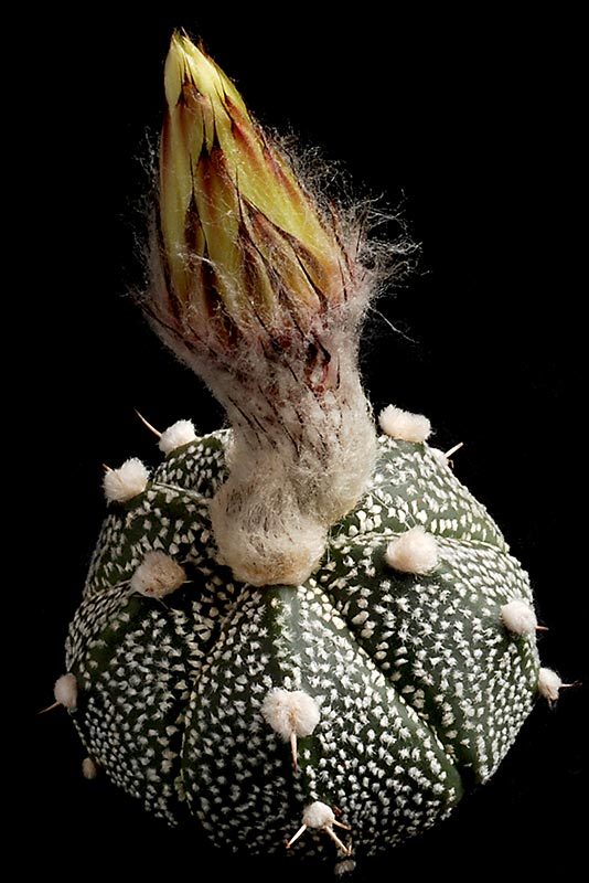 Astrophytum - une collection - Page 3 13111