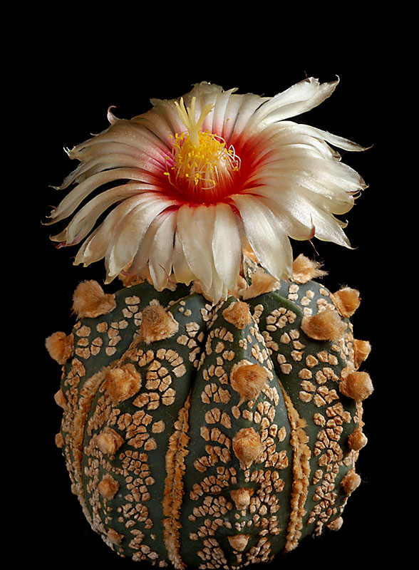 Astrophytum - une collection - Page 3 13210