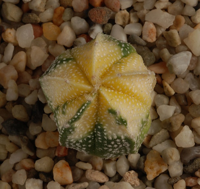 Astrophytum - une collection - Page 4 13910