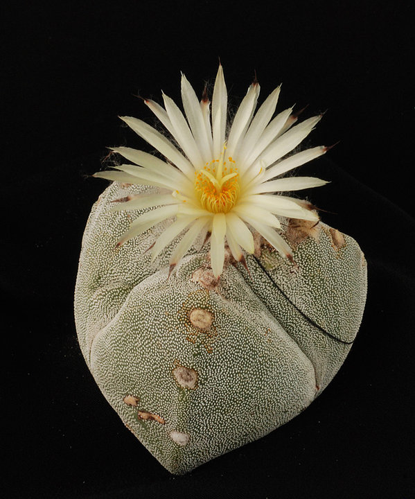 Astrophytum - une collection - Page 4 14410