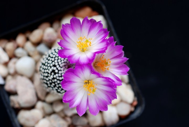 Mammillaria - une collection - Page 2 14610