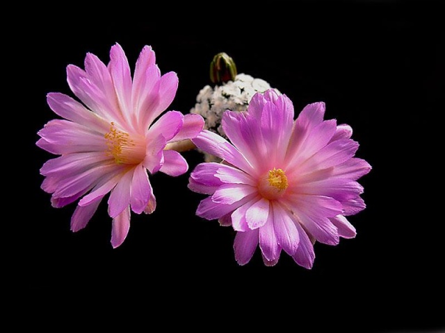 Mammillaria - une collection 5210