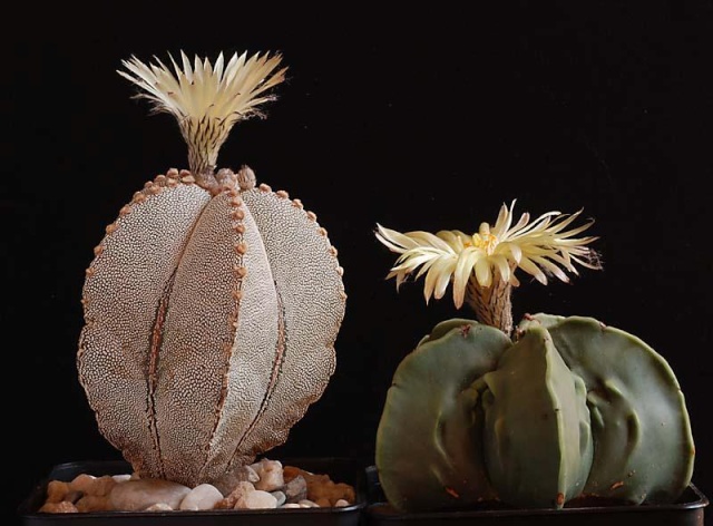 Astrophytum - une collection - Page 2 5811
