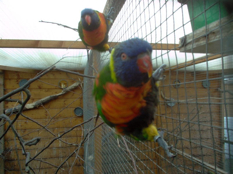 perroquets Animau12