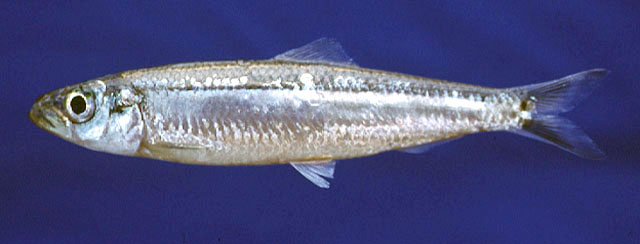 Limnothrissa miodon Sambaz10