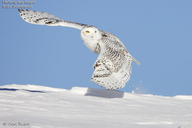 Le Harfand des neiges Harfan10