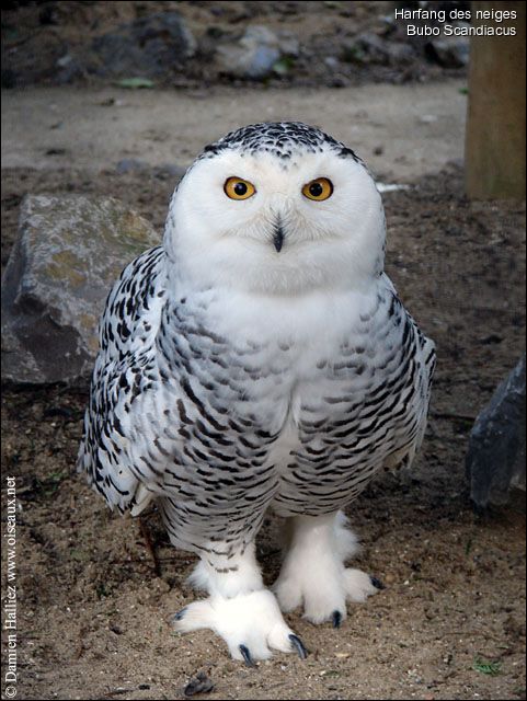 Le Harfand des neiges Harfan12
