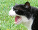 Votre chat s'exprime :que dit-il vraiment ? Chat_q11