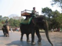L'éléphant d'Afrique et d'Asie Elepha17