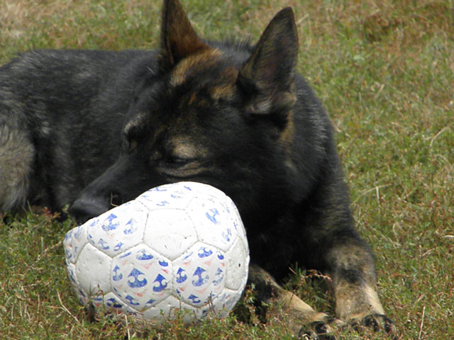 FAROUK (croisé berger allemand) Farouk18