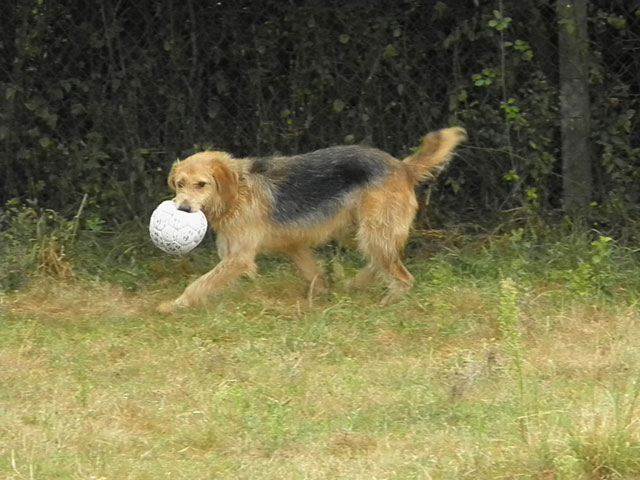 SCHWEPS - griffon 5 ans - Refuge de Beauregard (58) Schwep11