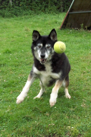 TAYLOR  HUSKY 11 ans REF j'ai tout pour vous plaire  (58) DECEDE Taylor13