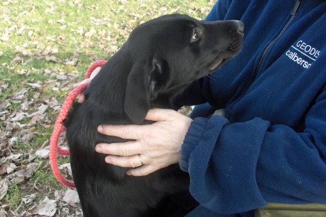 VICTOR (Type labrador) Victor14