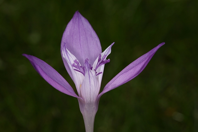 Crocus d'automne Img_2411