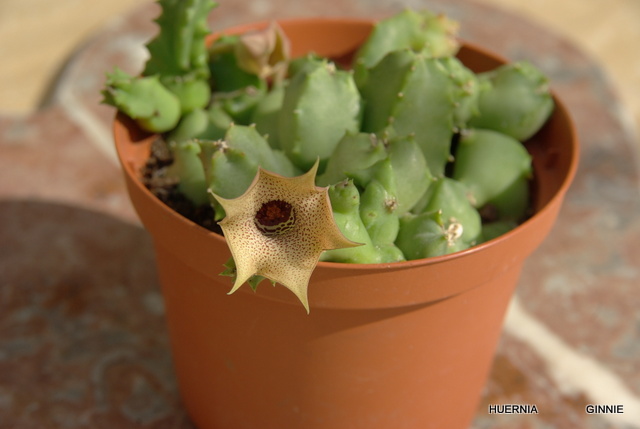 HUERNIA Imgp5085