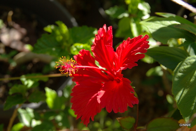 Mes hibiscus et moi...une longue histoire - Page 10 Imgp5118