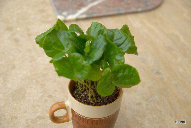 Le caféier (Coffea arabica)-comme plante d'intérieur Le caféier Imgp5134